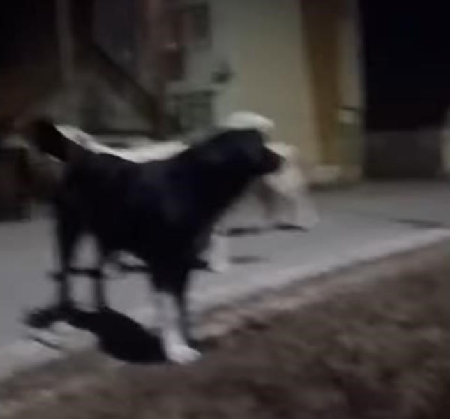 Femeie atacată de o haită de 11 câini de talie mare pe o stradă din Huedin, salvată de un bărbat care a auzit-o strigând. Ce fac autorităţile