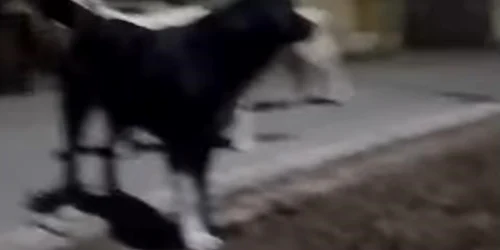 caini Huedin, captura video jpg