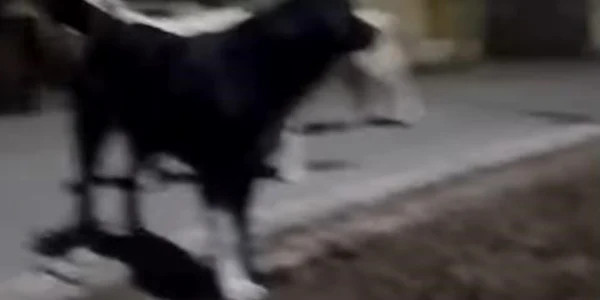 caini Huedin, captura video jpg