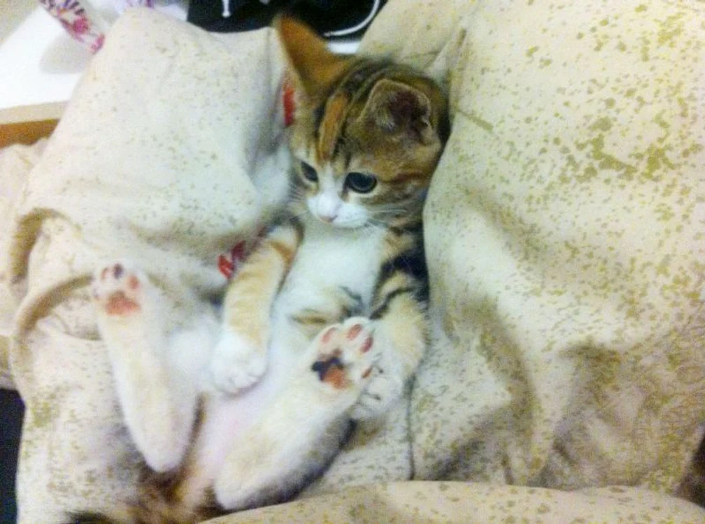Kaylee, pisicuţa căreia îi place să toarcă în şosete. (Foto: WENN)