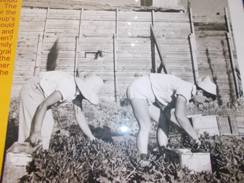 Kibbutz-urile, comunităţi agricole dezvoltate spectaculos în Israel, un exemplu pentru fermierii din Bărăgan FOTO I.S.