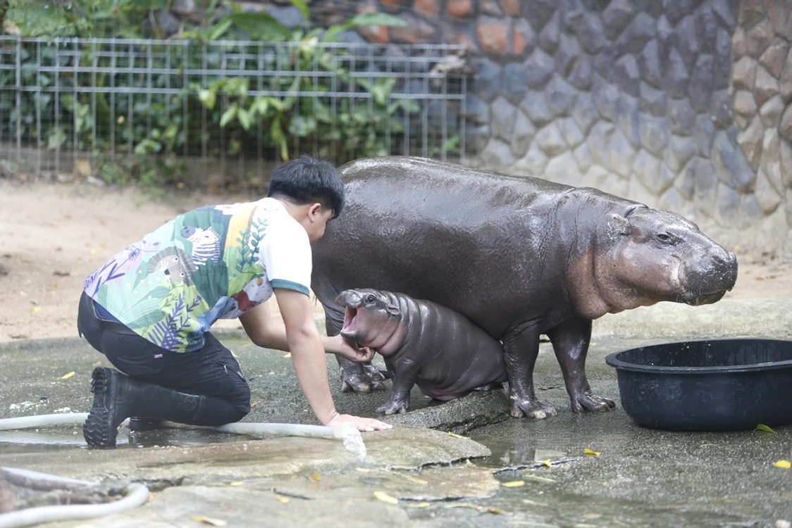 Puiul de hipopotam Moo Deng de la grădina zoologică Khao Kheow Open Zoo. FOTO Shutterstock