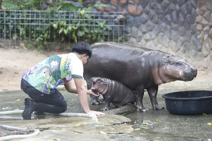 Puiul de hipopotam Moo Deng de la grădina zoologică Khao Kheow Open Zoo. FOTO Shutterstock
