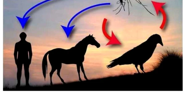 raspindirea west nile