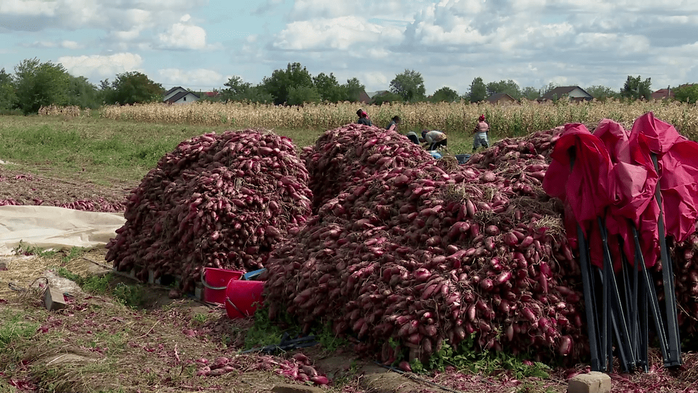 Cea mai ieftină ceapă roșie de Buzău, în gospodăriile producătorilor. Care este prețul gustoasei legume