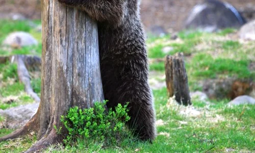 Puiul de urs s a lăsat păgubaş după ce nu i a reuşit manevra (Foto: Guliver / Solent / RexFeatures) jpeg