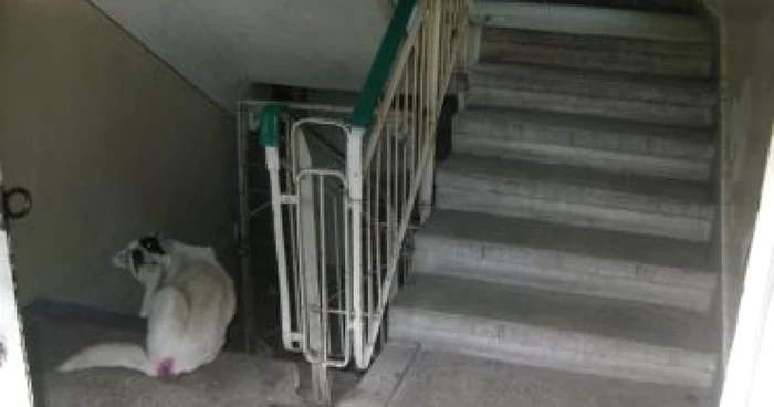 Craiova: Maidanezii s-au cazat în spital