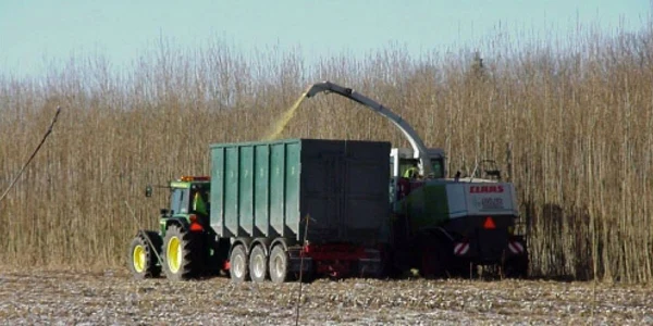 Salcie energetică se recoltează anual (foto recolta.eu)