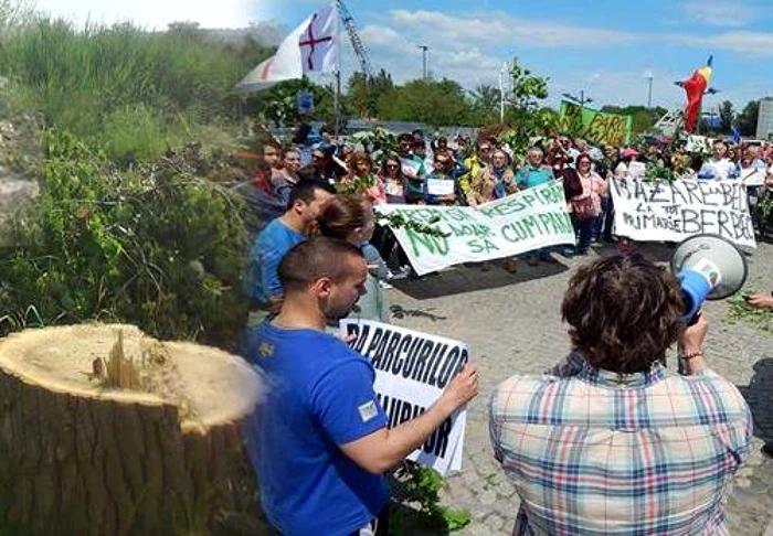 Copac tăiat pentru a face loc construcţiilor Foto Andrei Chivu