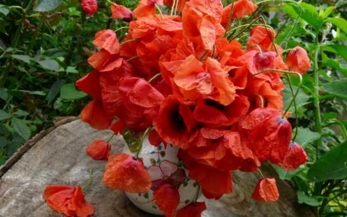 Macii sălbatici poti fi transformaţi într-un desert delicios Foto:cufarulcubucurii