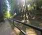 Saemizegetusa Regia  Foto Daniel Guță, ADEVĂRUL (9) jpg