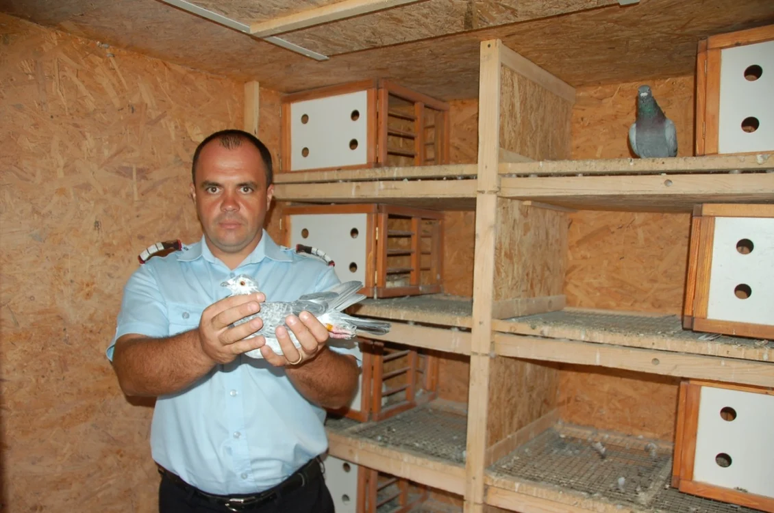 Servantul Tudorel Dumitru (38 de ani) creşte porumbei din copilărie FOTO: Mădălin Sofronie