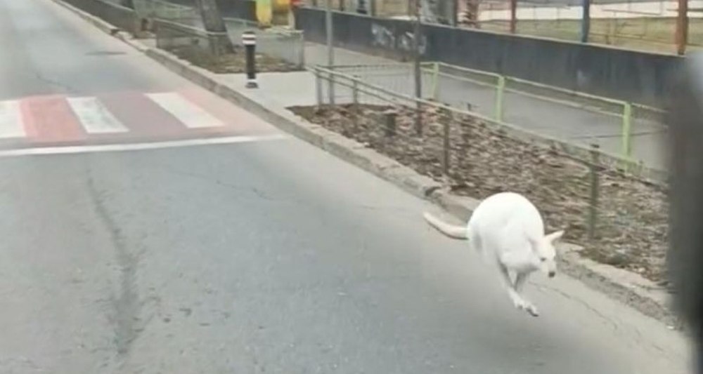 București, Sector 5: Imagini neaşteptate cu un cangur alb gonind pe o stradă. Poliţia l-a identificat pe proprietarul animalului