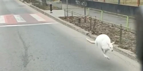cangur alb bucuresti jpg
