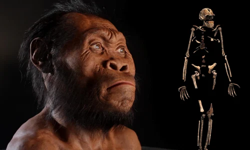 Homo naledi National Geographic jpg