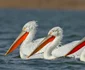 Pelicanul creţ din Delta Dunării Sursa sor.ro