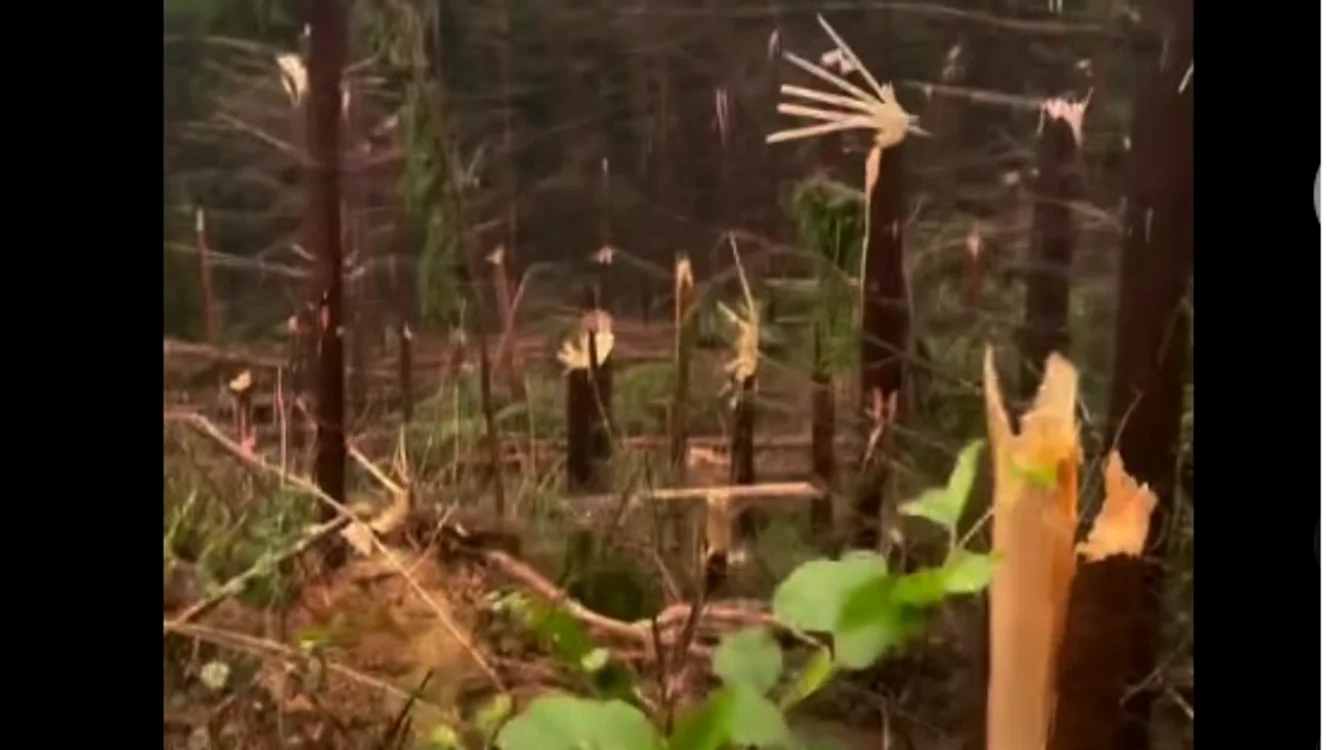 Pădurea de brazi după furtună. Foto: captură video.