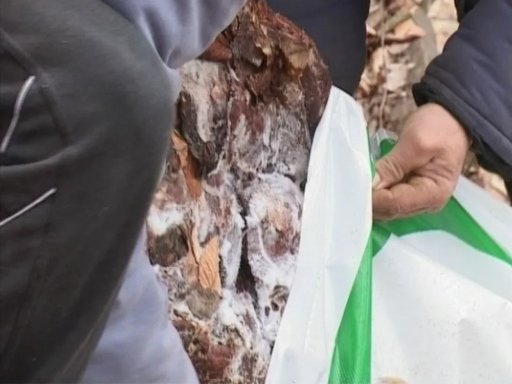 Peste 900 de kilograme de carne congelată au fost strânse din lacul Tarniţa şi de pe malul lacului FOTO: Florina Pop