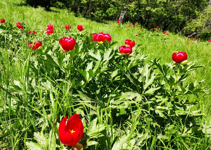 Bujori în Munții Măcinului FOTO: C. Mazilu