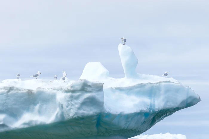 Pescăruși, în albastrul arctic. FOTO: Rareș Beșliu