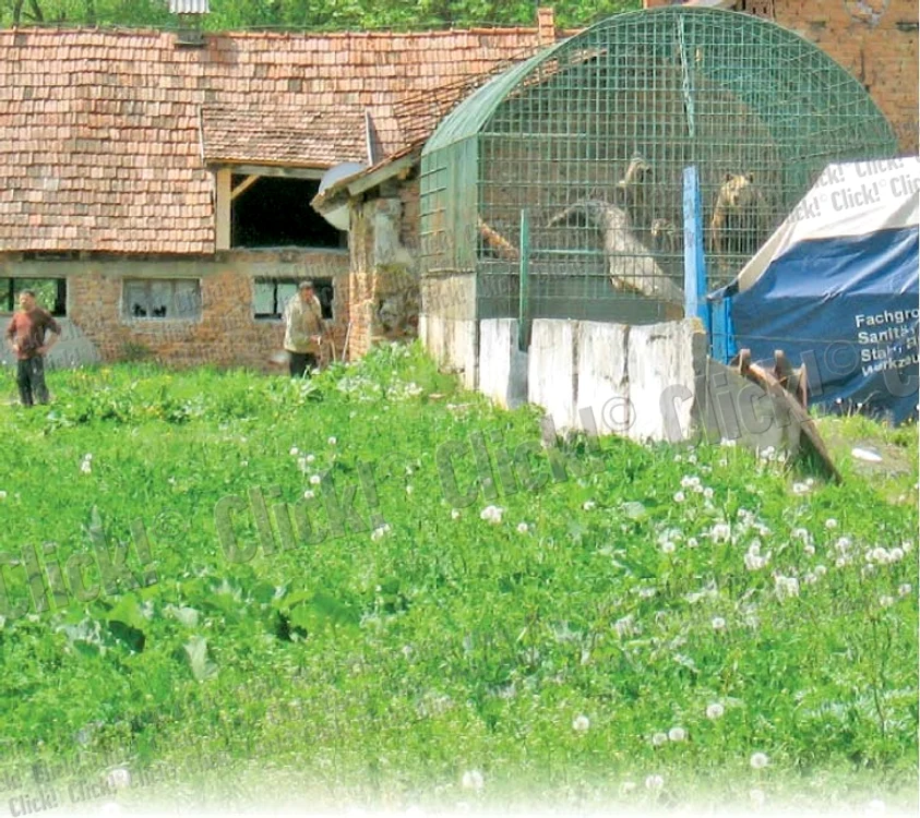 Reporterul Click! a ajuns la fabrică la orele prânzului. Urşii zăceau toropiţi de căldură, fără posibilitatea de a se feri de soarele arzător