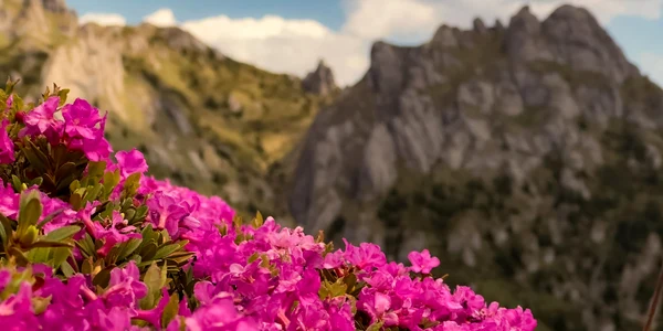 Pajiște cu bujori, în Masivul Ciucaș. FOTO Marius Popa, pasioant de fotografie.