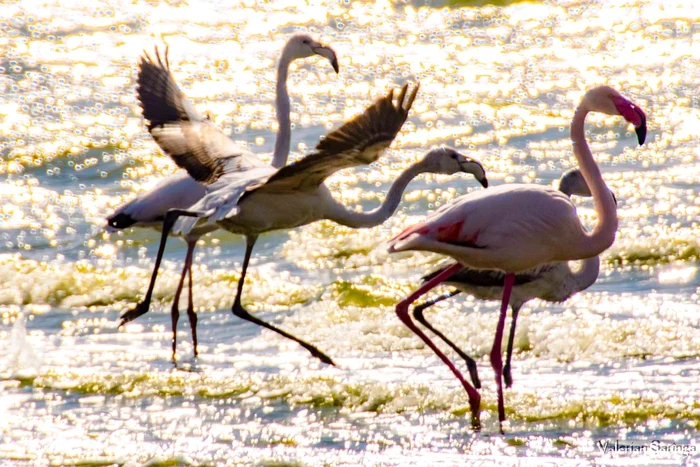 Flamingo pe Lacul Techirghiol SURSA Facebook / Valerian Șărînga