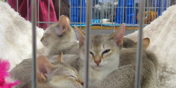 Pisici din rasa Singapura Foto  Wikipedia jpg