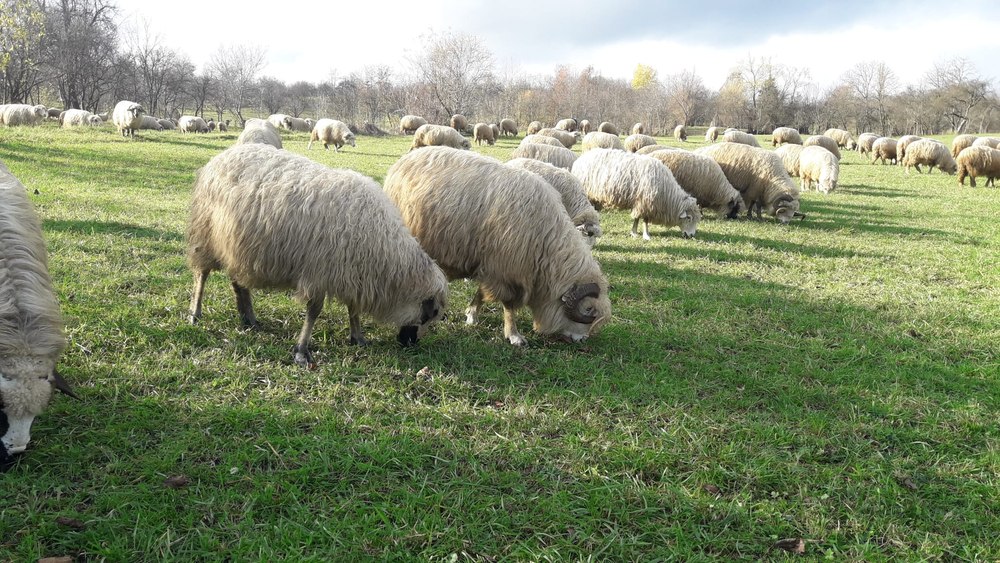 Trei tineri au agresat un șofer și i-au furat mașina și telefonul. Unul dintre ei s-a ascuns la stâna unde lucra