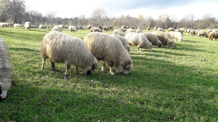 Stână de oi FOTO arhivă Adevărul