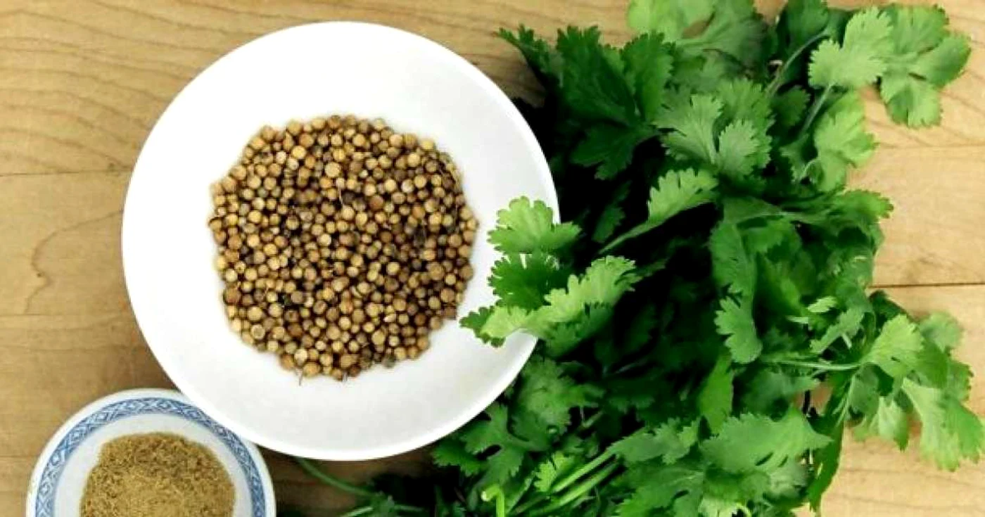 Planta are numeroase beneficii pentru sănătate, fiind foarte utilă în diverse infecţii.