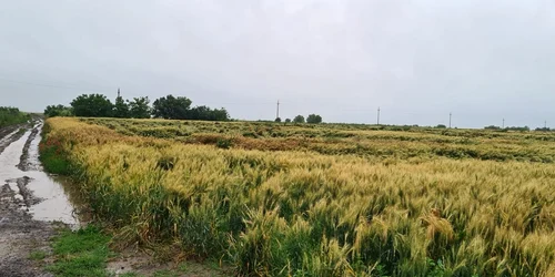 calarasi culturile agricole afectate de vremea extreme foto fac/puiu ilisei