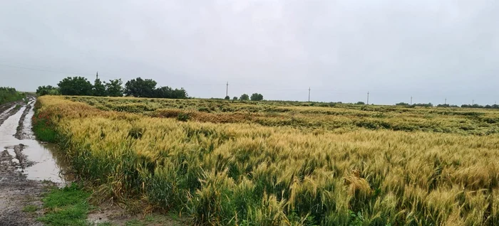 Vremea extremă aproape că a distrus culturile agricole fOTO Facebook/Puiu lisei