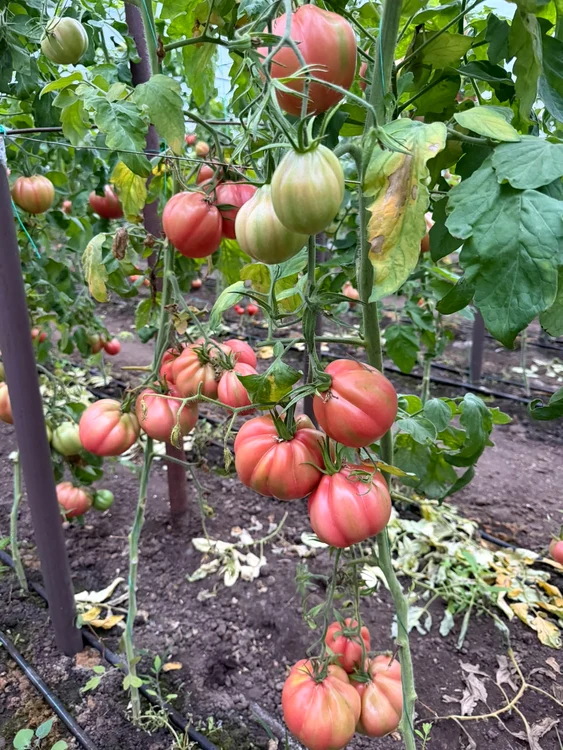 Ilie Usu încă mai vinde, la sfârșit de octombrie, roșii din ferma sa 