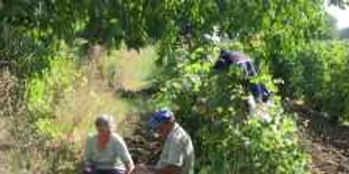 Florea Constantin si sotia sa sunt printre putinii producatori de struguri din comuna Greaca