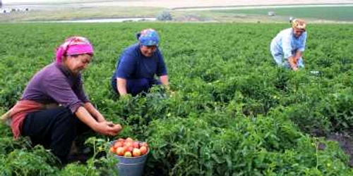 Ţăranii strâng recolte de legume de două ori mai mari decât ale savanţilor