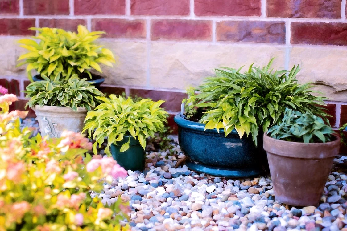Plante în ghiveci - Foto: Pixabay 