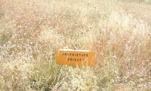 Flori, fete, filme sau băieţi jpeg