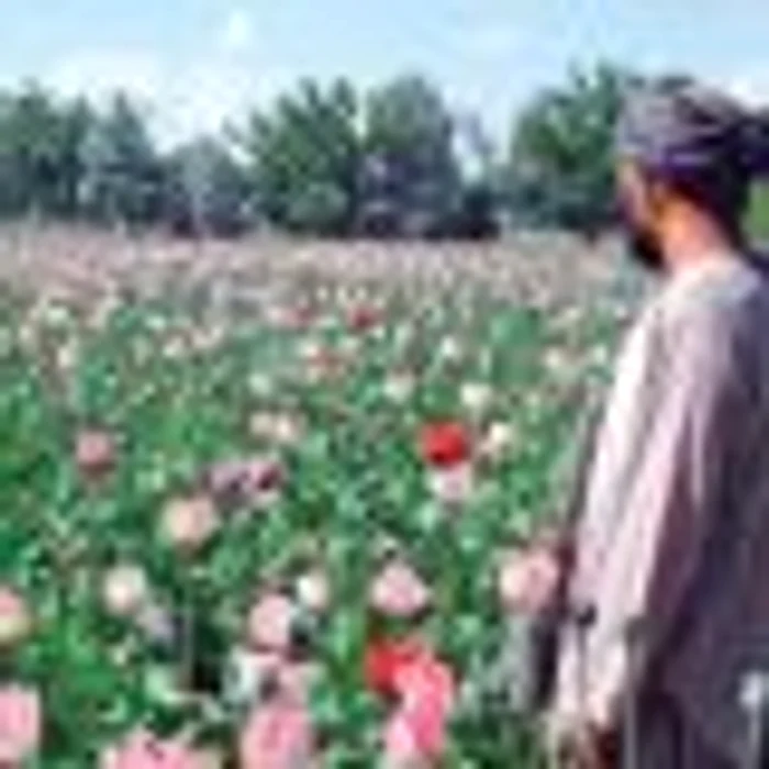 Bomba cu opiu din Afganistan, explozie întârziată pentru omenire
