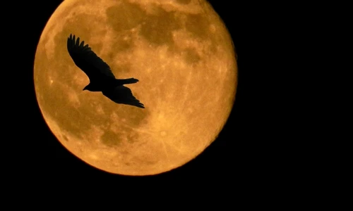 1 68486 original jpg jpeg