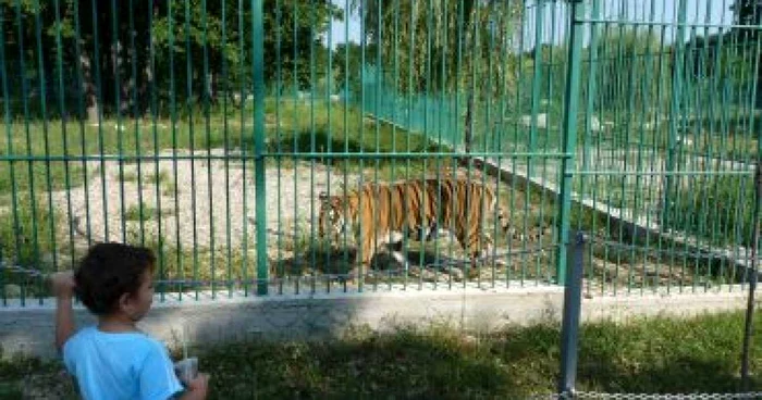 Piteşti: Duminică la zoo