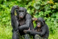 Specia de cimpanzeu Bonobo, Shutterstock jpg