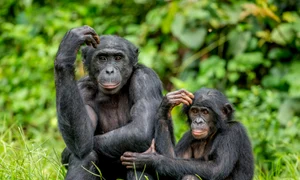 Specia de cimpanzeu Bonobo, Shutterstock jpg