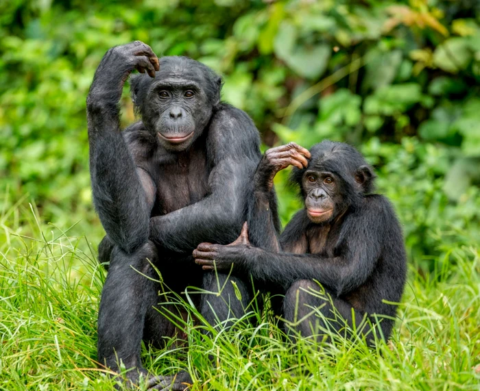 Specia de cimpanzeu „Bonobo” / foto: Shutterstock