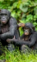 Specia de cimpanzeu Bonobo, Shutterstock jpg