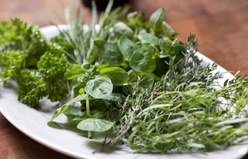 ierburi aromatice