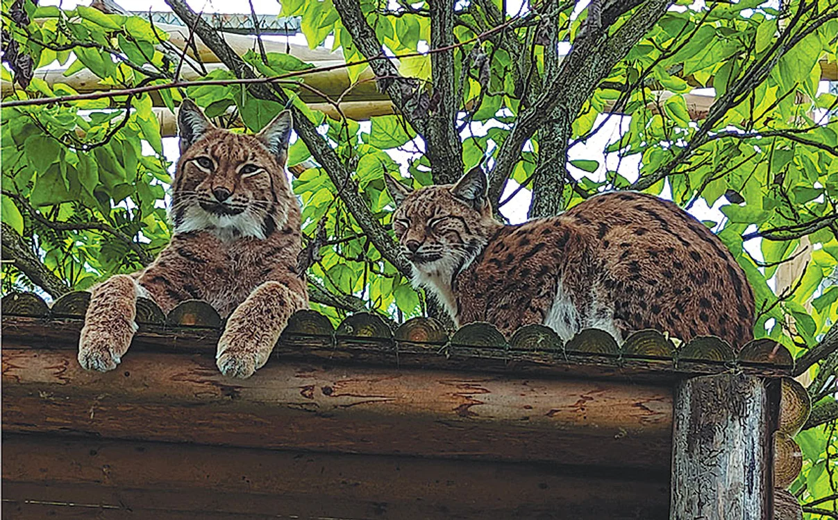Din peisaj  nu puteau  lipsi râşii. Foto: Facebook / Zoo Braşov