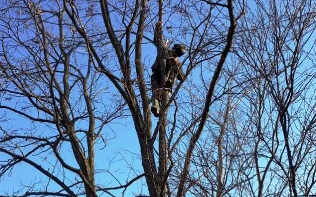 Bărbatul a murit într-un salcâm înalt de 8 metri Foto:ISU Călăraşi