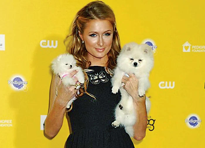 După ce a cheltuit 13.000 de dolari pe al optulea patruped, diva angajează o dădacă profesionistă care să-l răsfeţe non-stop. Paris şi-a prezentat „copiii” la o gală prestigioasă organizată în Los Angeles pentru patrupedele de la Hollywood