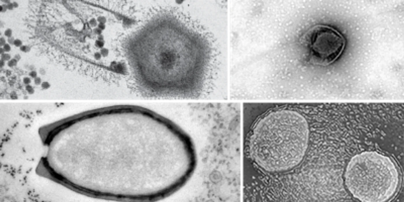 Virusuri - gigant FOTO SCIENCE NEWS